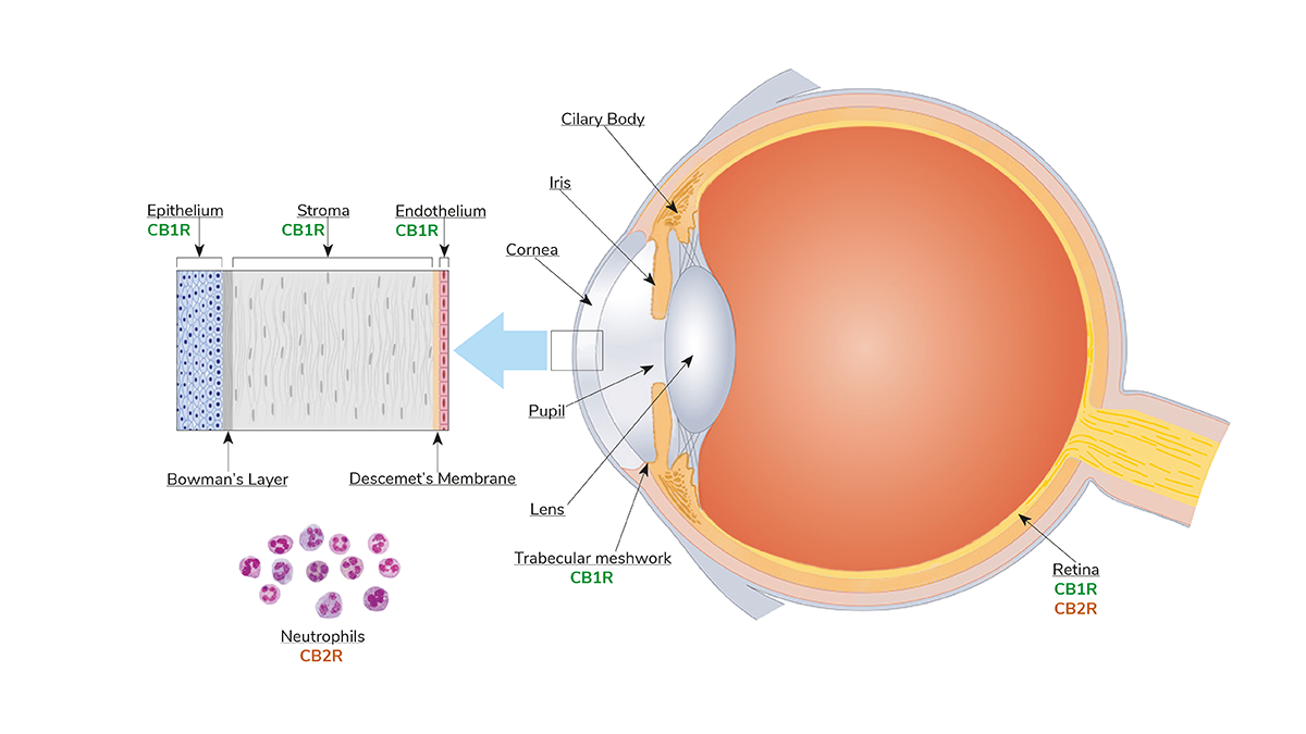 ECS localization in the eye and on the neutrophils that may infiltrate the eye during inflammation